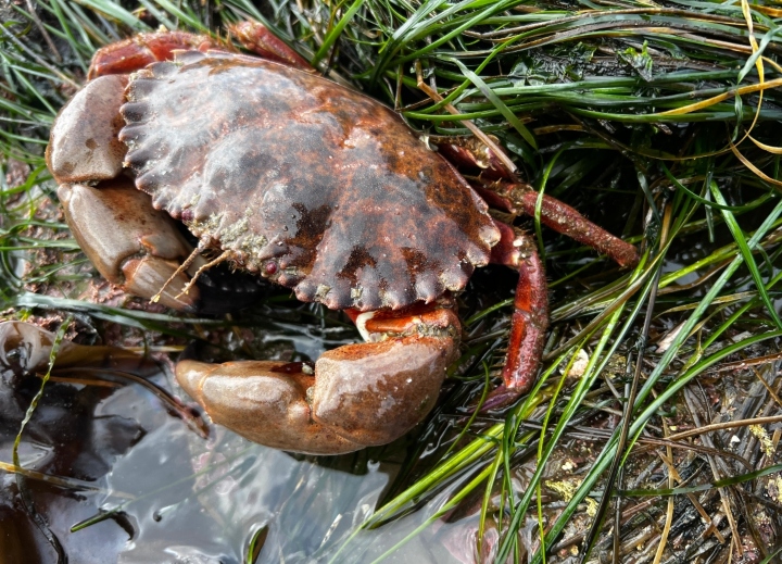 Red Rock Crab